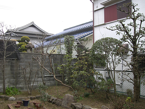 剪定：大阪府堺市北区　個人宅　剪定　サンゴジュ、キンモクセイ