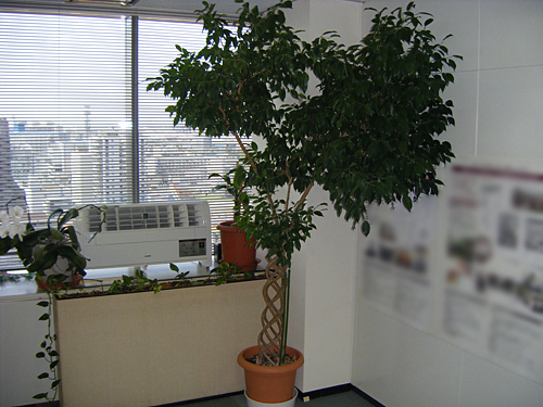 剪定：大阪府堺市堺区　企業オフィス　観葉植物　ベンジャミン