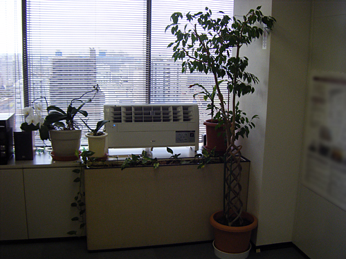 剪定：大阪府堺市堺区　企業オフィス　観葉植物　ベンジャミン