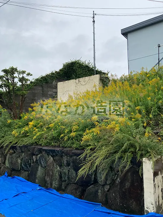 ������ƑO