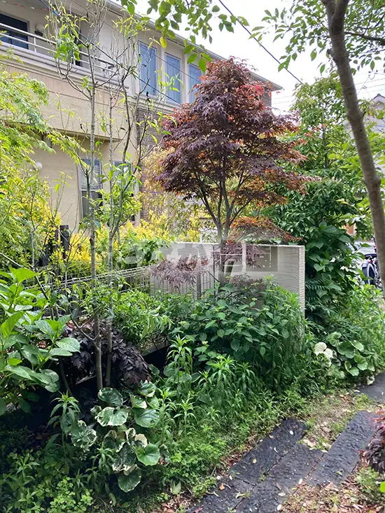 ������ƑO