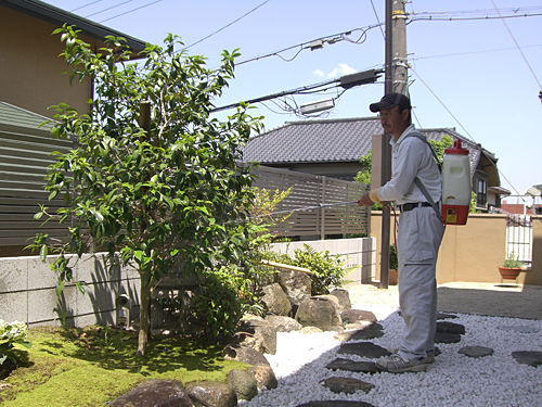薬剤散布　防虫対策：大阪府堺市堺区　個人宅　椿の消毒