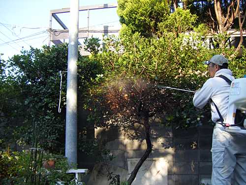 薬剤散布　防虫対策：大阪府堺市西区　団地　サンゴジュ（珊瑚樹）の消毒
