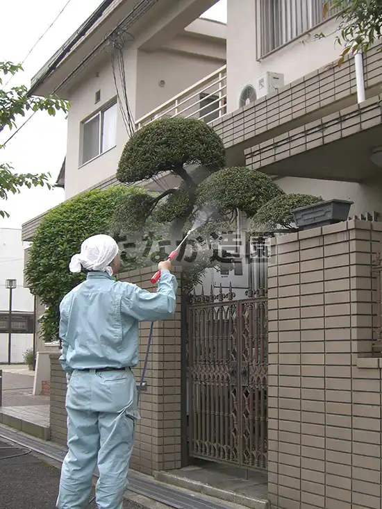 �}�c�i���j�ɖ�܎U�z��