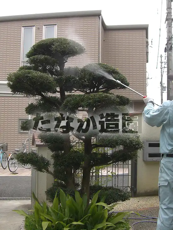 �}�c�i���j�ɖ�܎U�z��