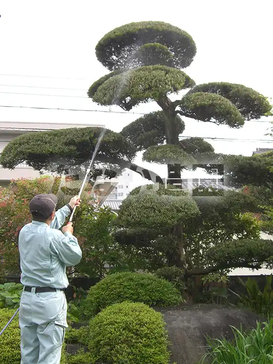 �}�c�i���j�ɖ�܎U�z��